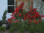 climbing roses on trellis